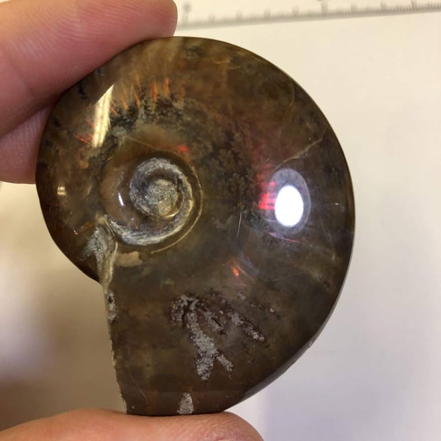 ファイヤー アンモナイト 化石 台座付き マダガスカル産 ファイアアンモナイト『躍動するアンモナイト